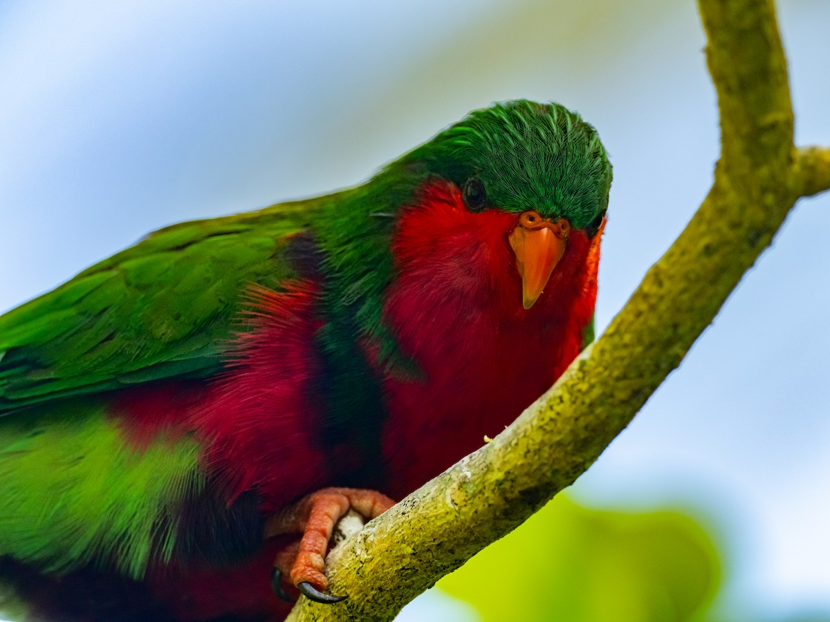 Stephen Loriketi - ML563410521