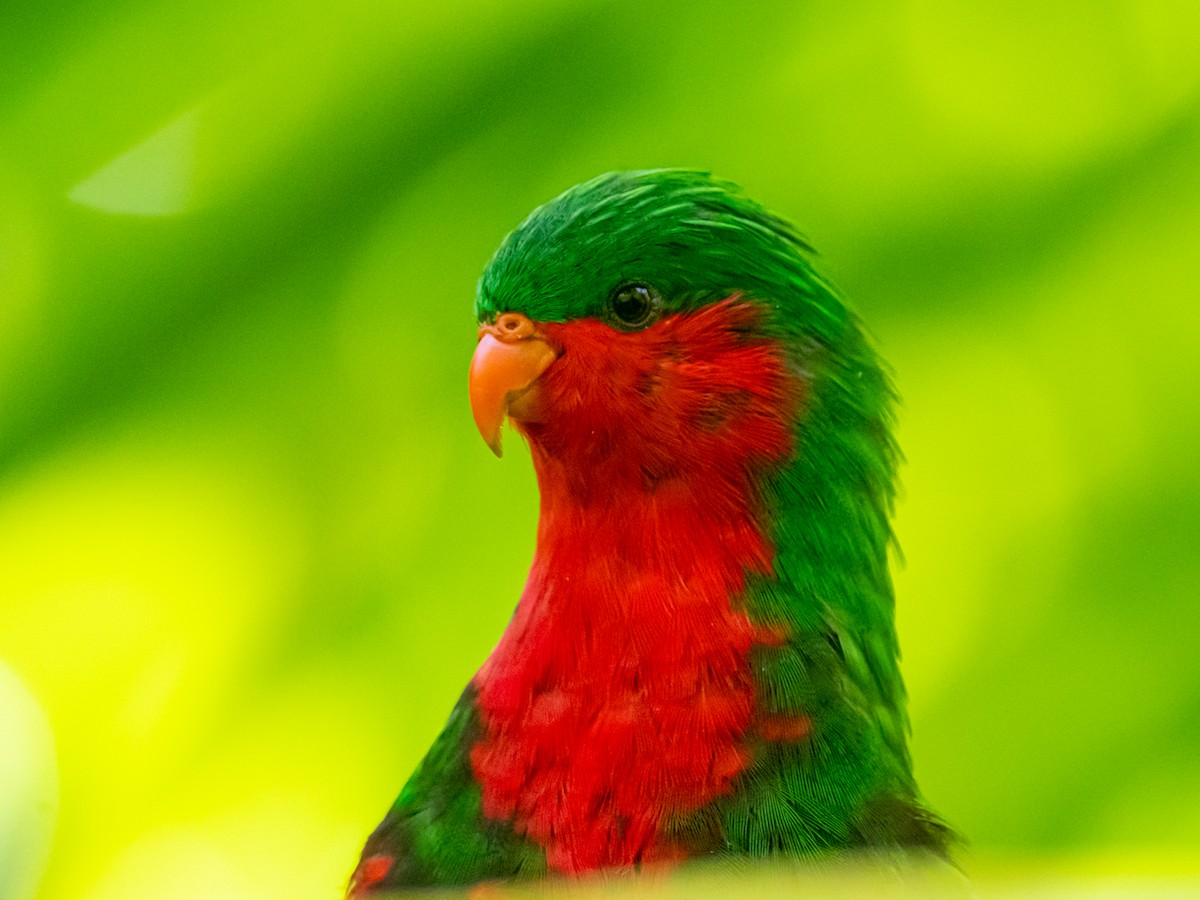 Stephen Loriketi - ML563410531