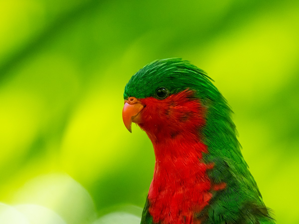 Stephen's Lorikeet - Mike Greenfelder