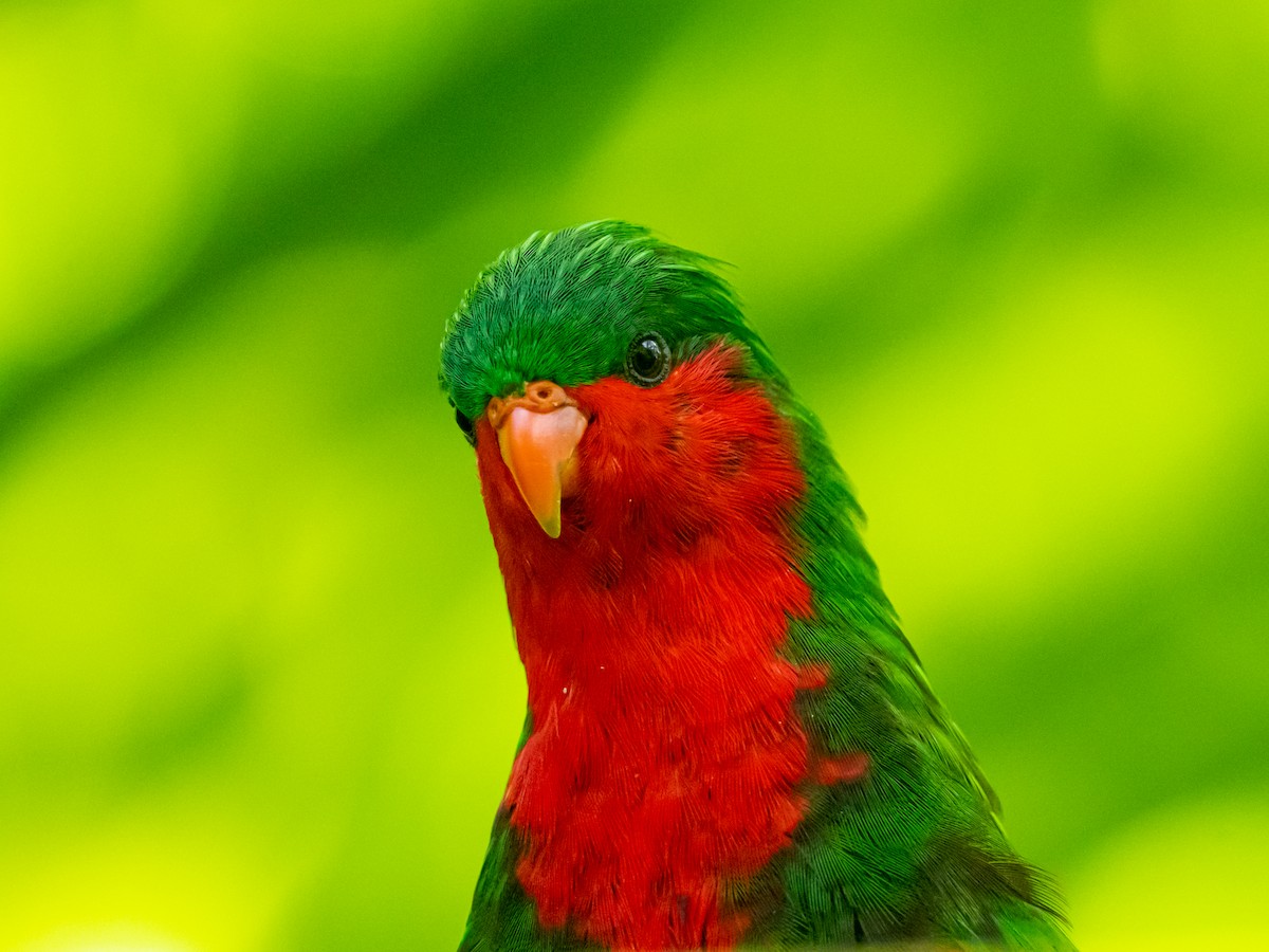 Stephen's Lorikeet - Mike Greenfelder