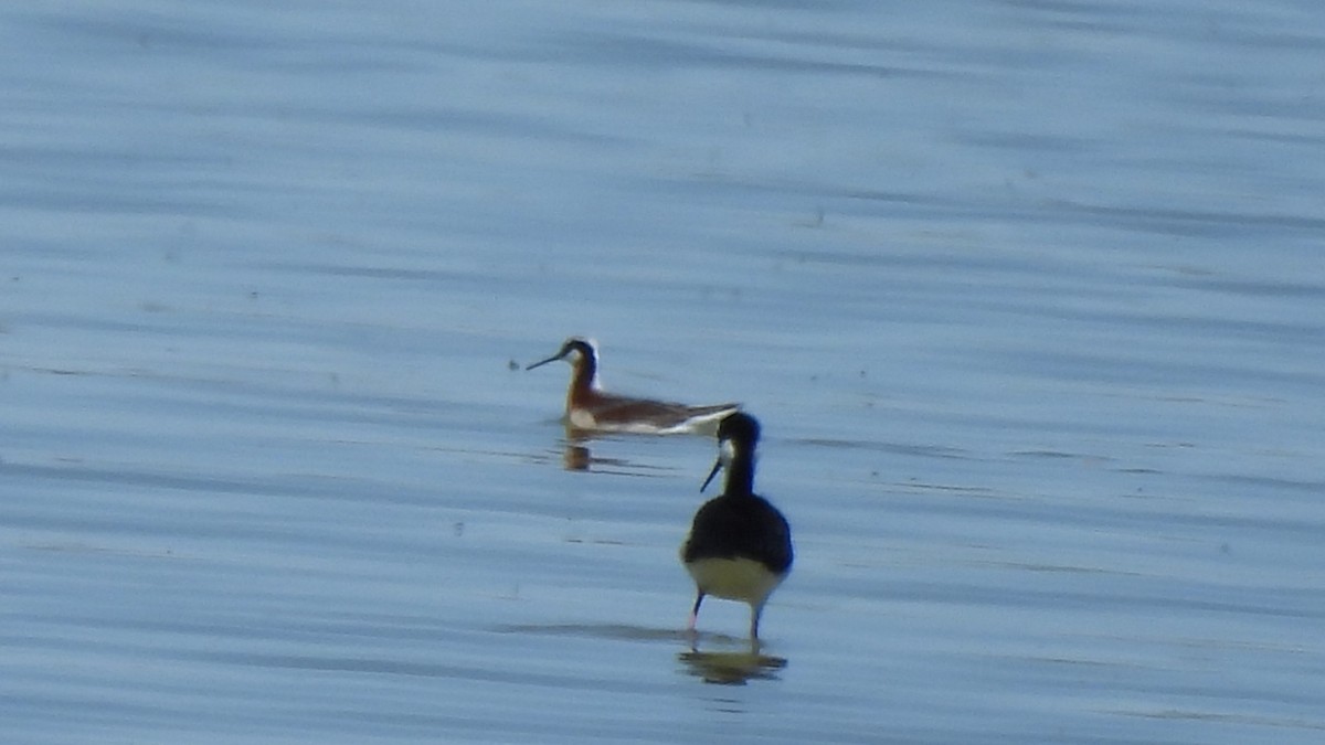 Wilson's Phalarope - ML563410661