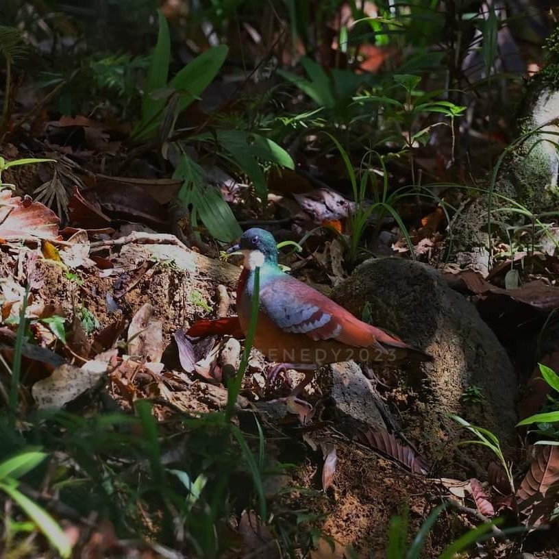 Mindanao Bleeding-heart - ML563410801