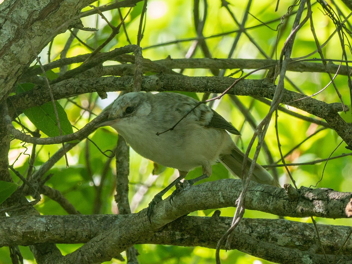 Henderson Island Reed Warbler - Mike Greenfelder