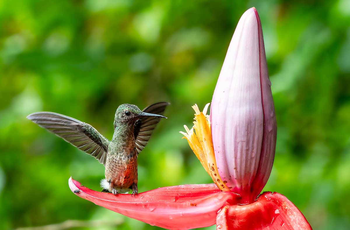 Scaly-breasted Hummingbird - ML563411131