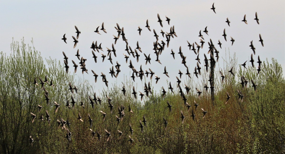 beringsnipe - ML563411951