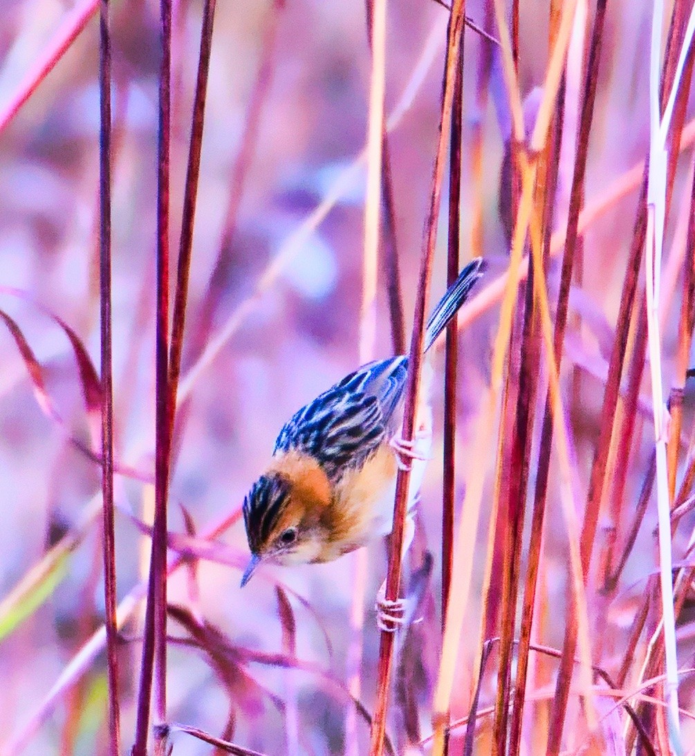 Golden-headed Cisticola - ashish  mahajan