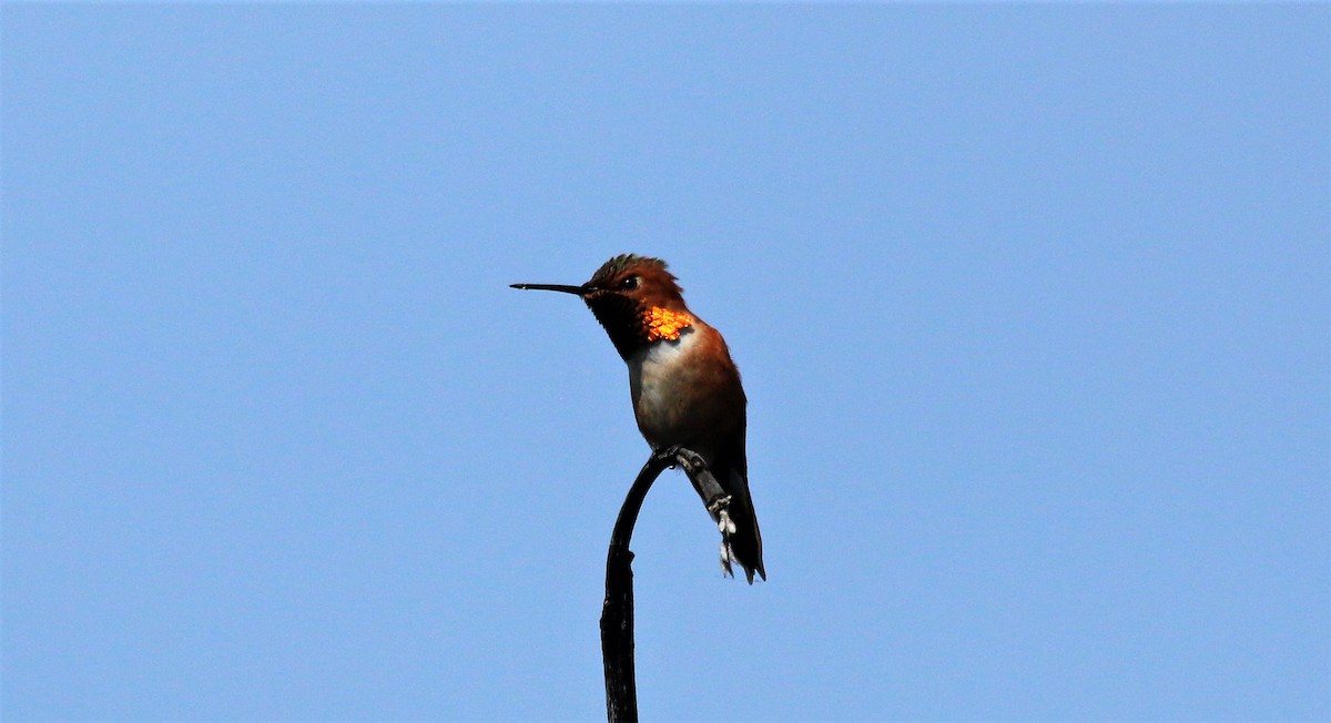Rufous Hummingbird - ML563412561