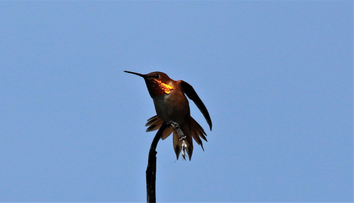 Rufous Hummingbird - ML563412701
