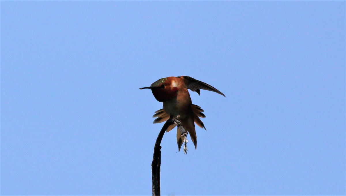 Rufous Hummingbird - ML563412791