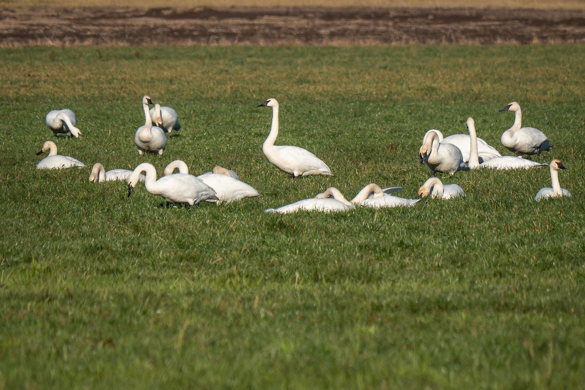 Trumpeter Swan - ML563412931