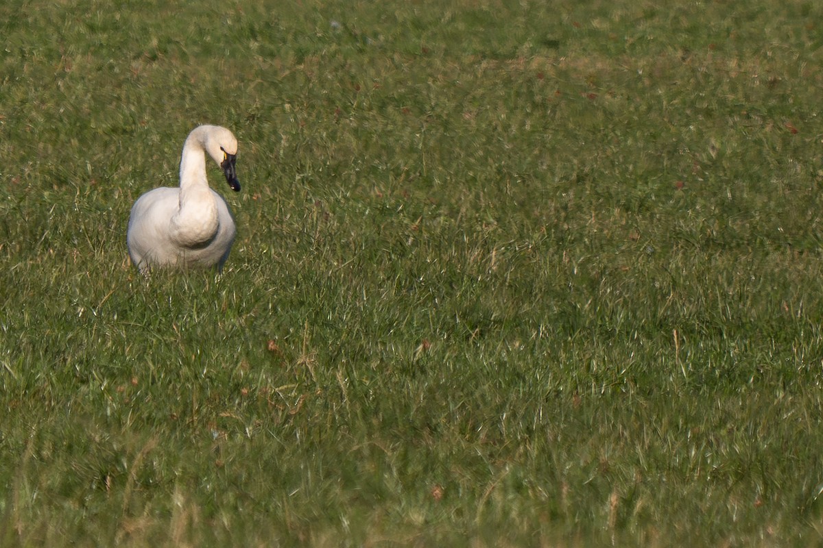 Tundra Swan - Grace Oliver