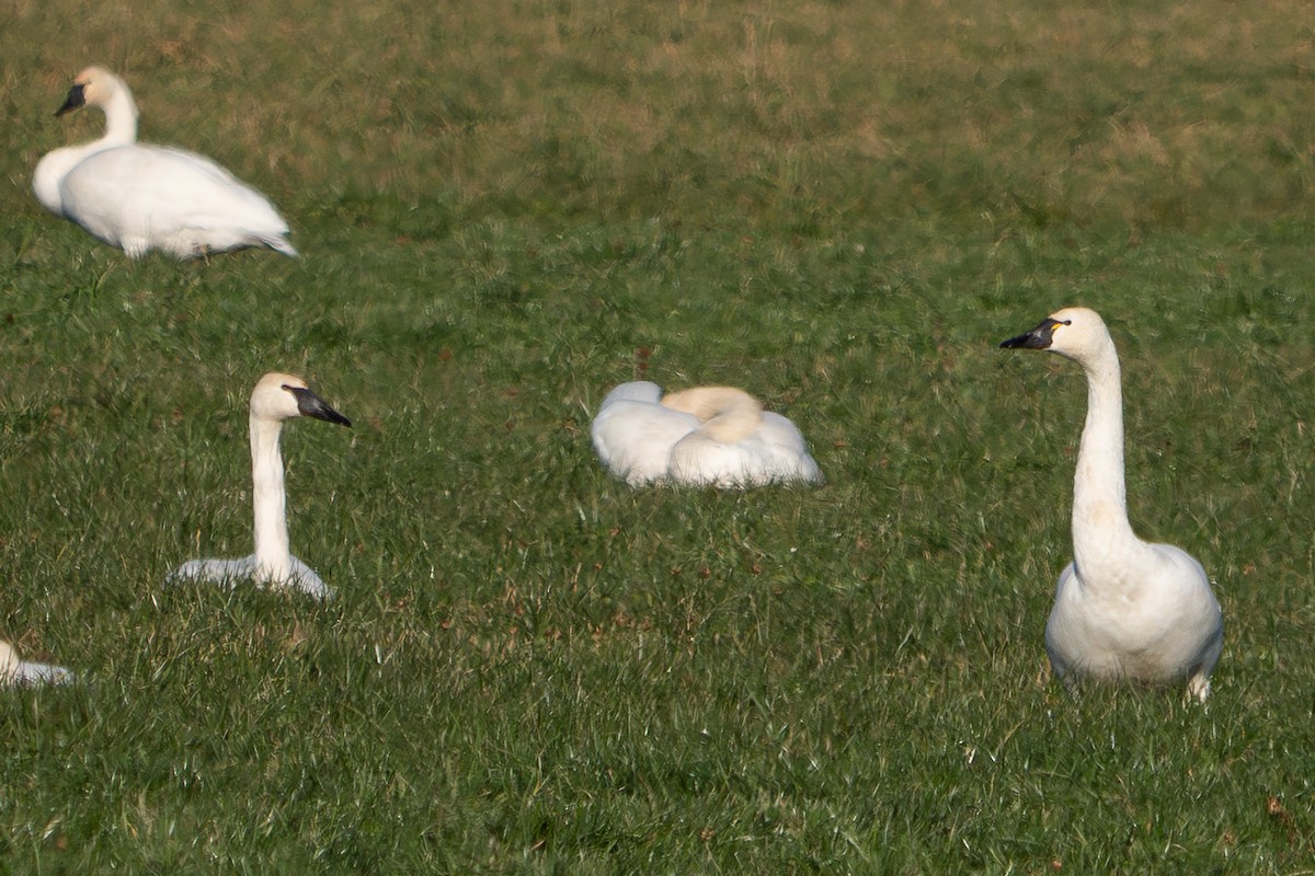 Tundra Swan - ML563412951