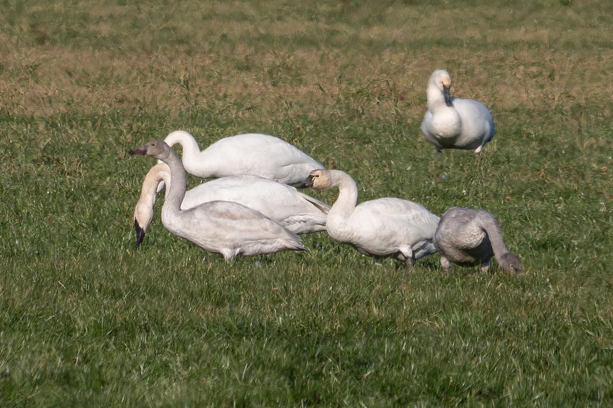 Tundra Swan - ML563412961