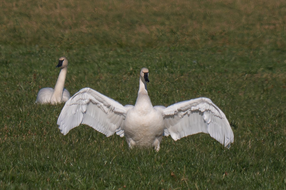 Tundra Swan - ML563412971