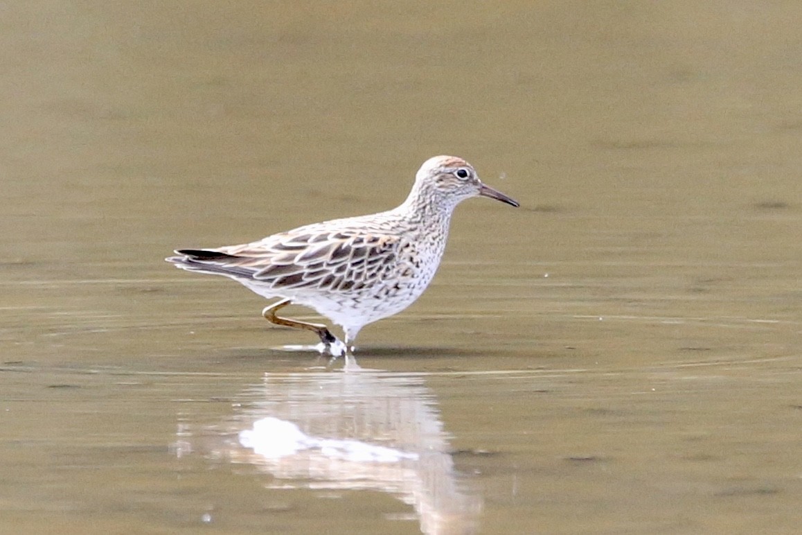 Sharp-tailed Sandpiper - ML563413471