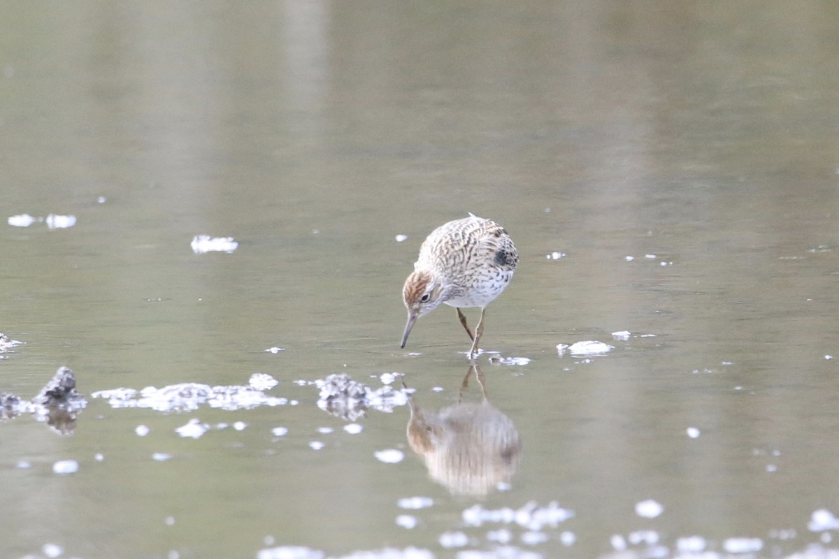 Sharp-tailed Sandpiper - parrish evans