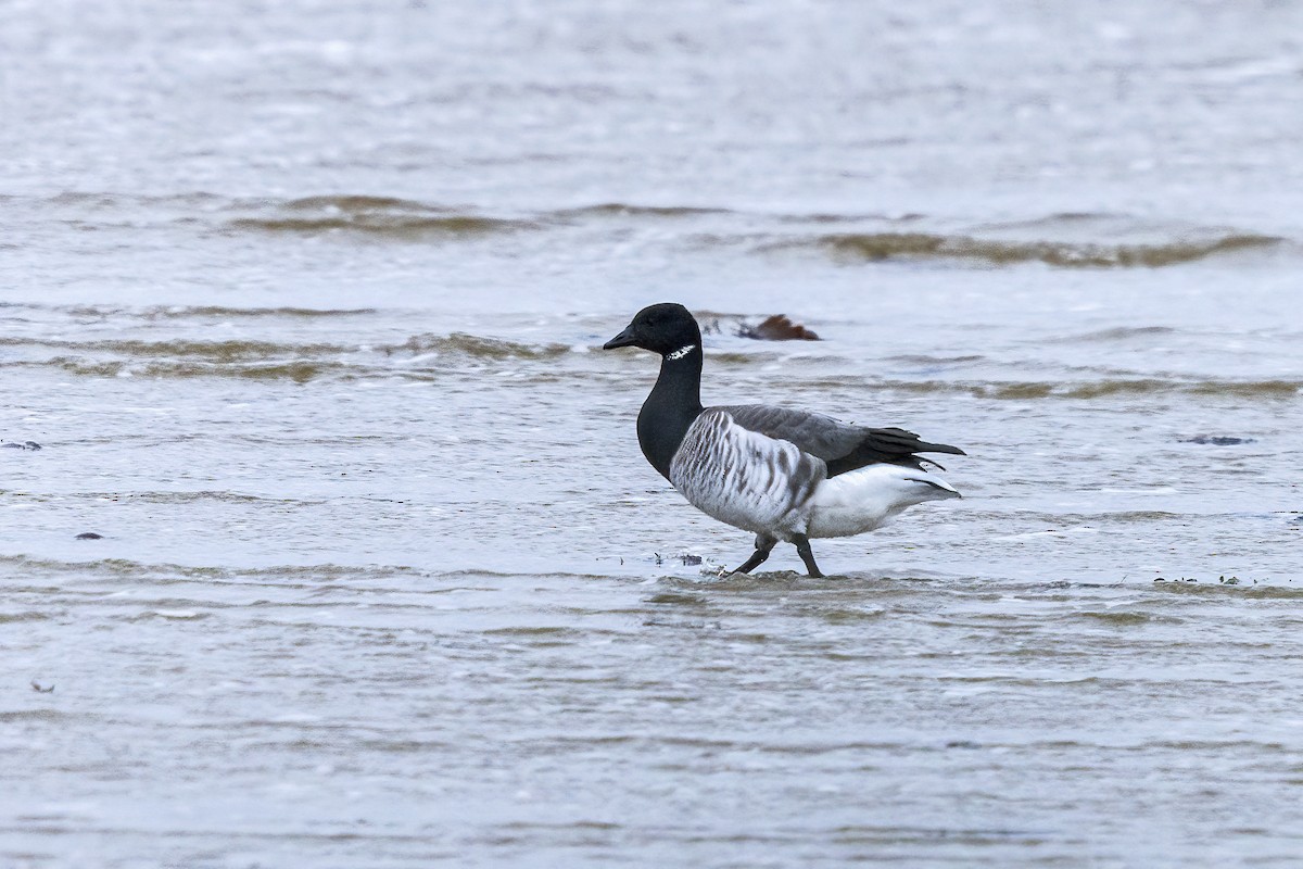 Brant (Atlantic) - ML563414251