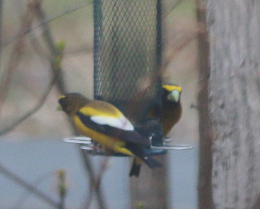 Evening Grosbeak - ML563414301