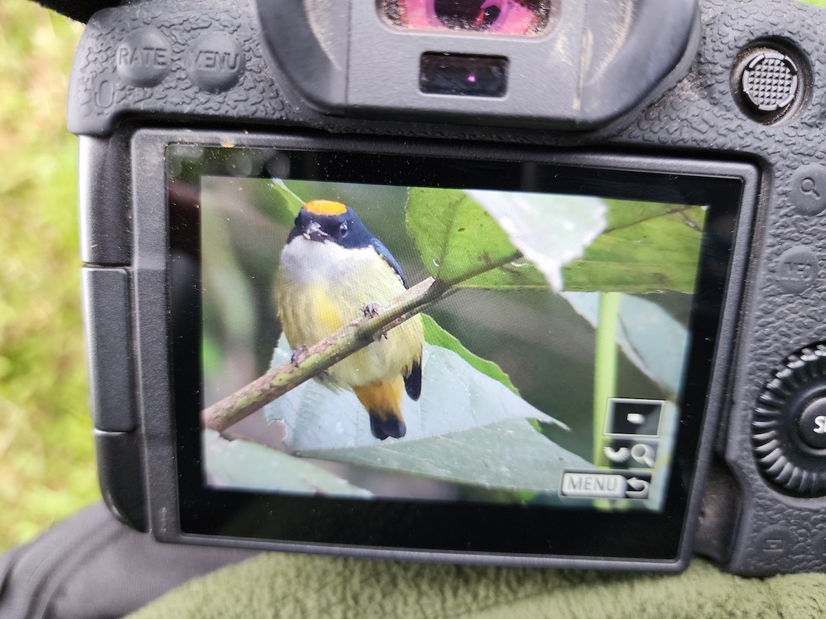 Yellow-crowned Flowerpecker - ML563414441