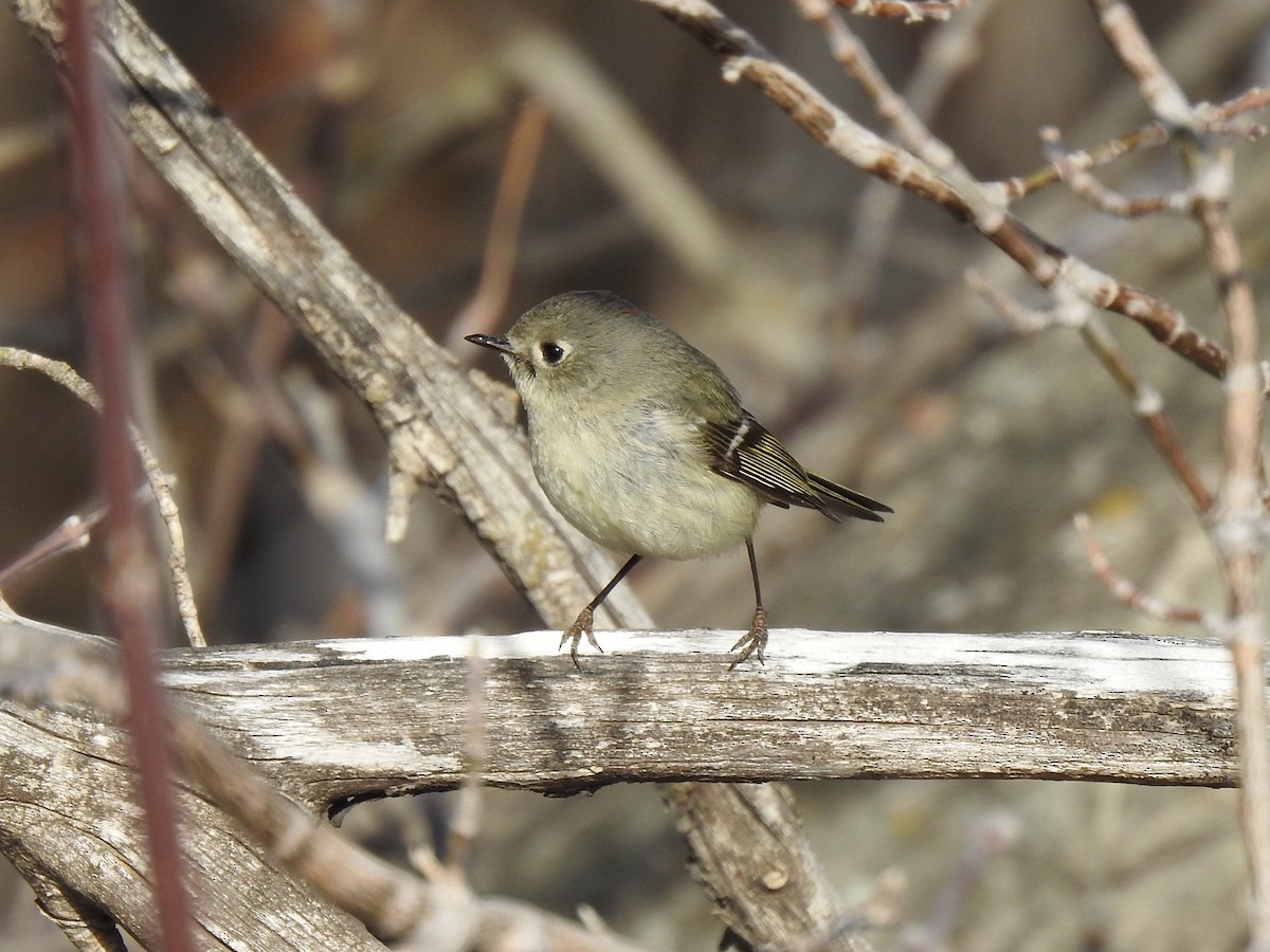 Ruby-crowned Kinglet - ML563415671