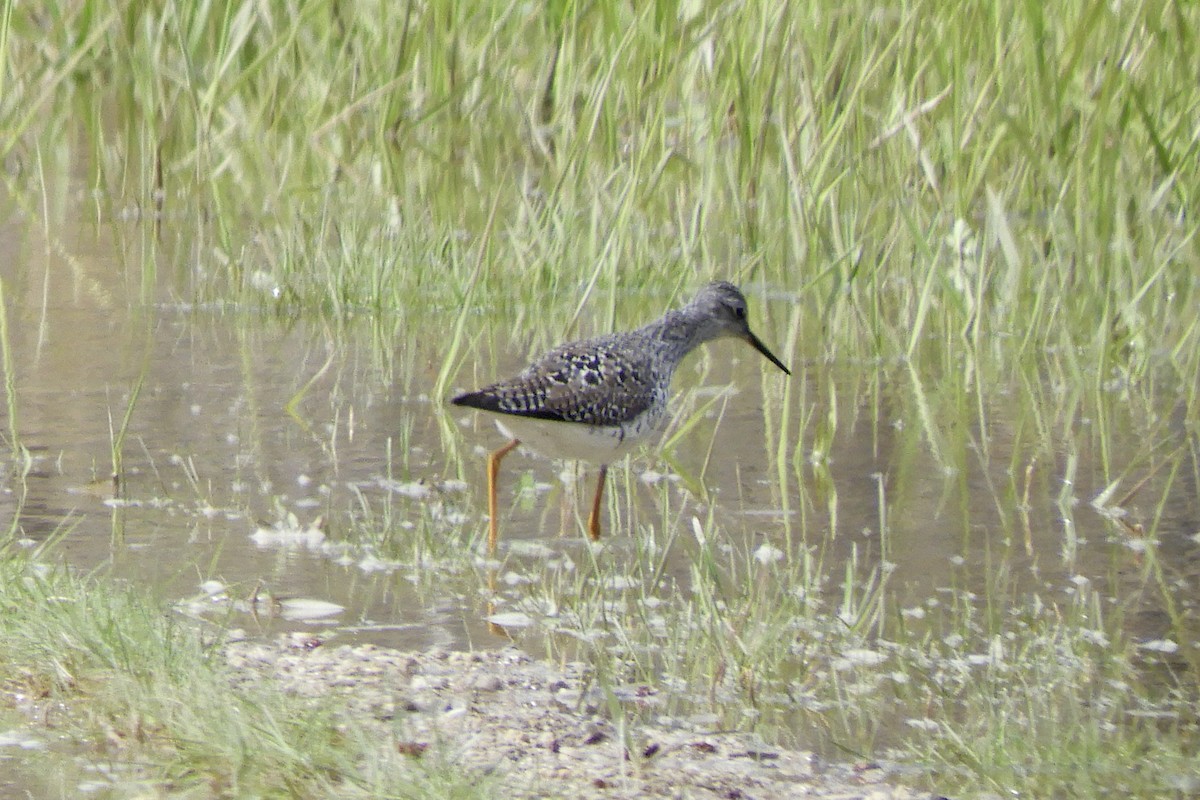 Lesser Yellowlegs - ML563415871