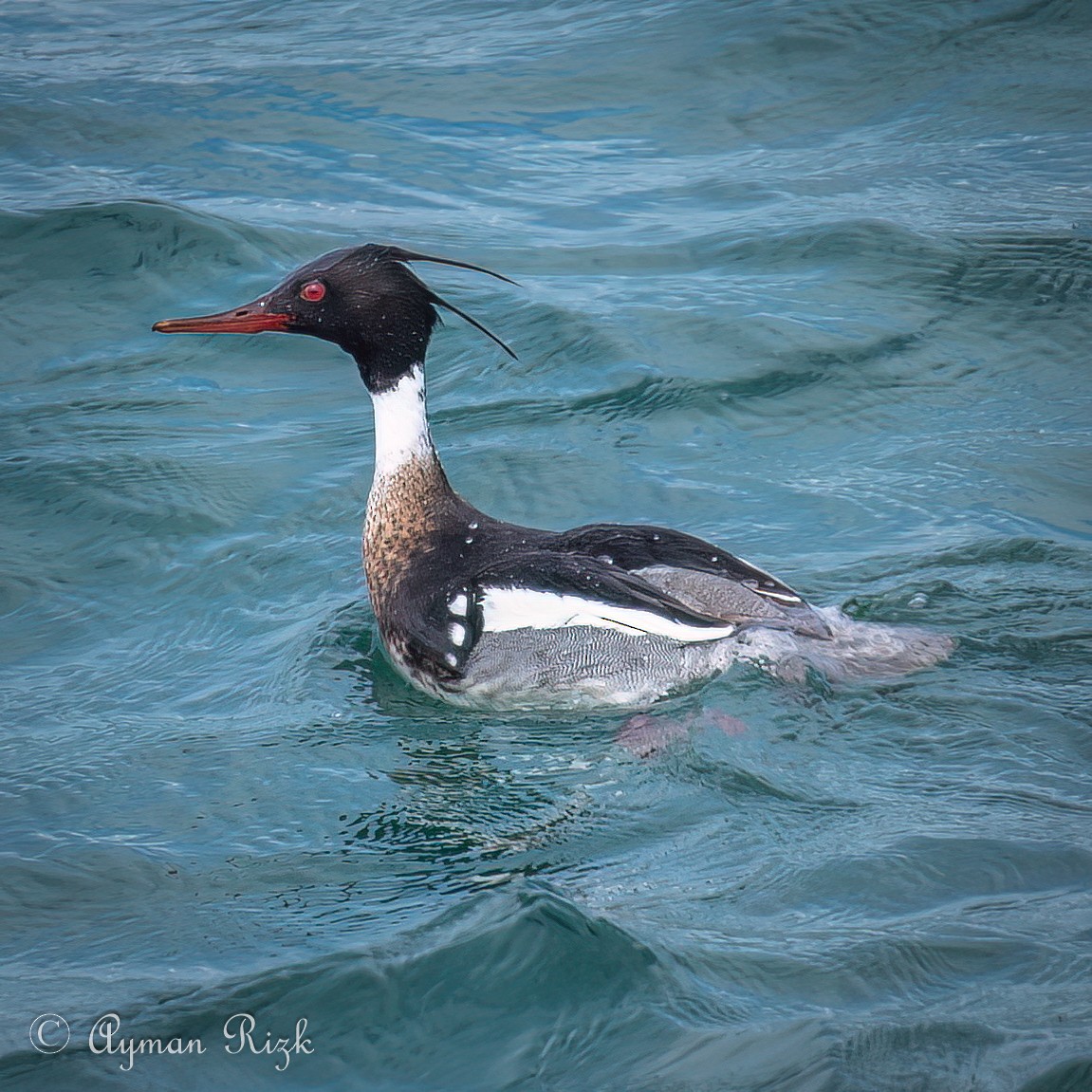 Red-breasted Merganser - ML563416341