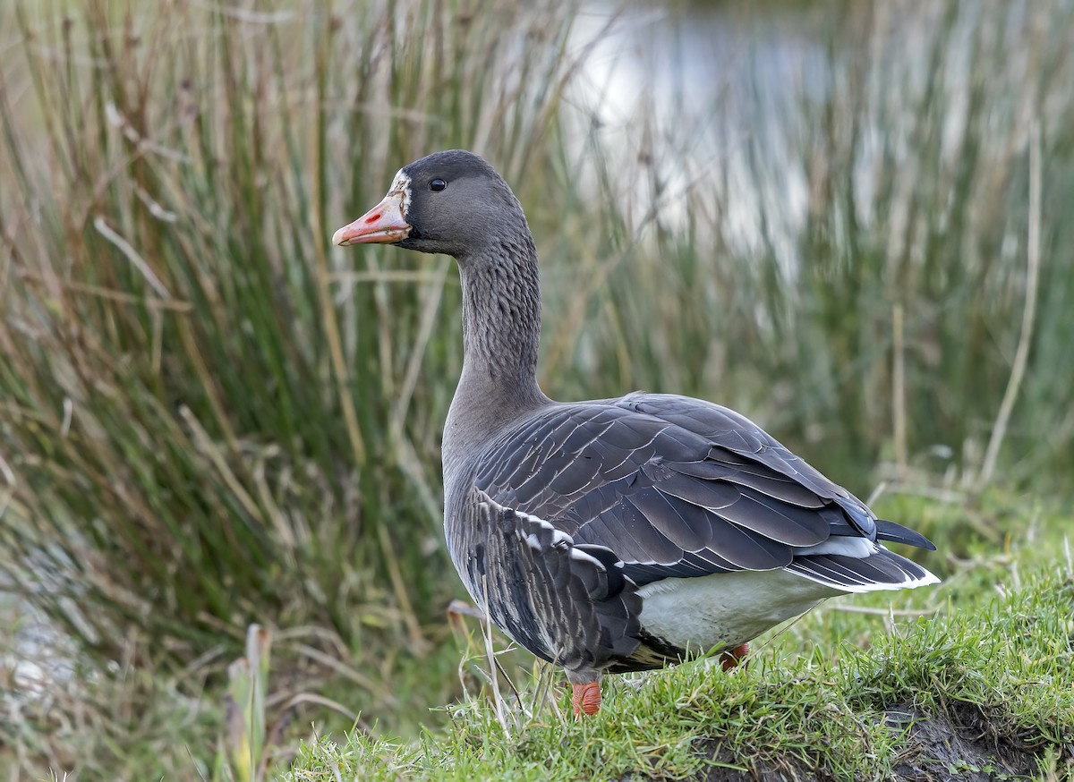 Greater White-fronted Goose (Greenland) - ML563417211