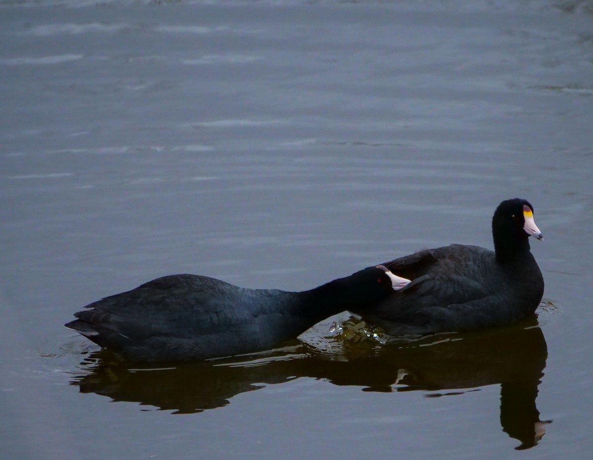 American Coot - ML563417341