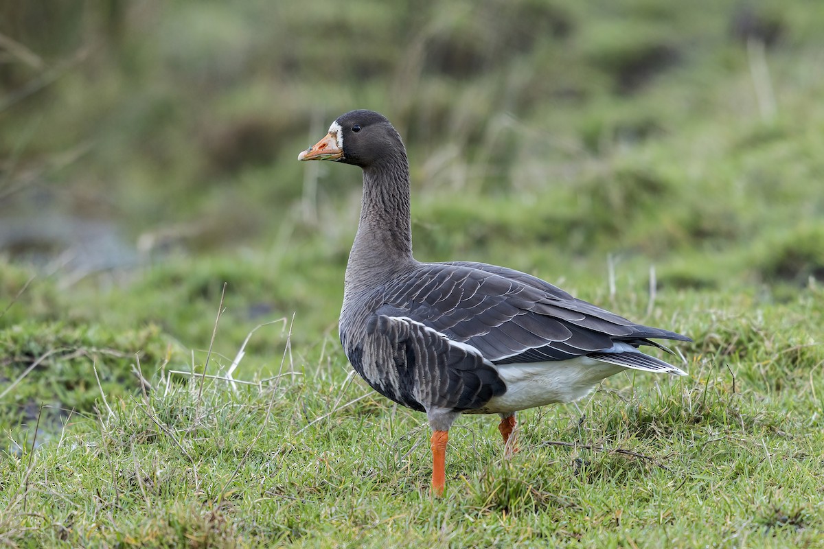 Greater White-fronted Goose (Greenland) - ML563417781