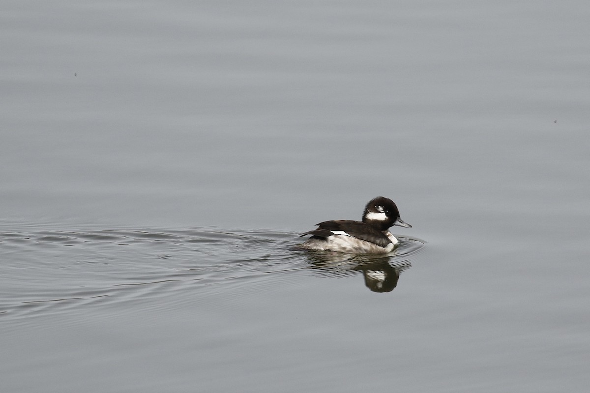 Bufflehead - Russ Morgan