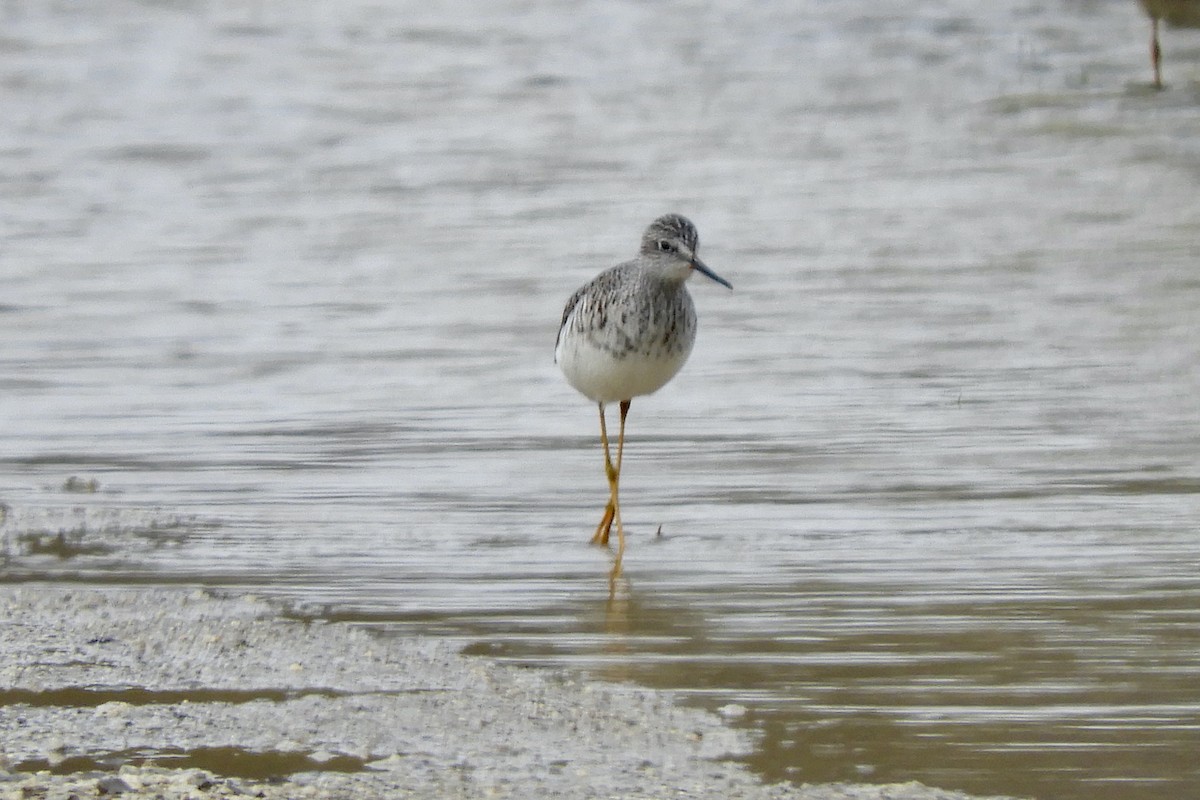 Lesser Yellowlegs - ML563418601