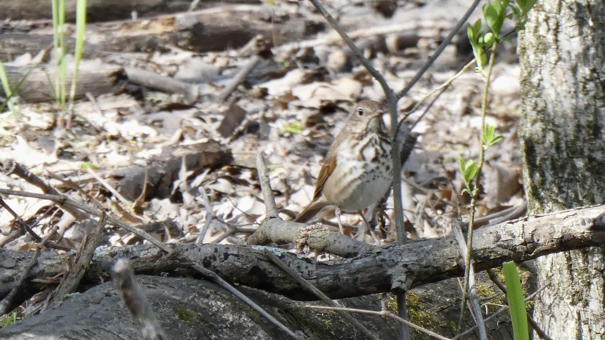 Hermit Thrush - ML563419151