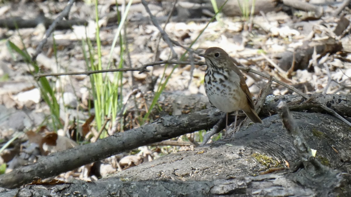 Hermit Thrush - ML563419161