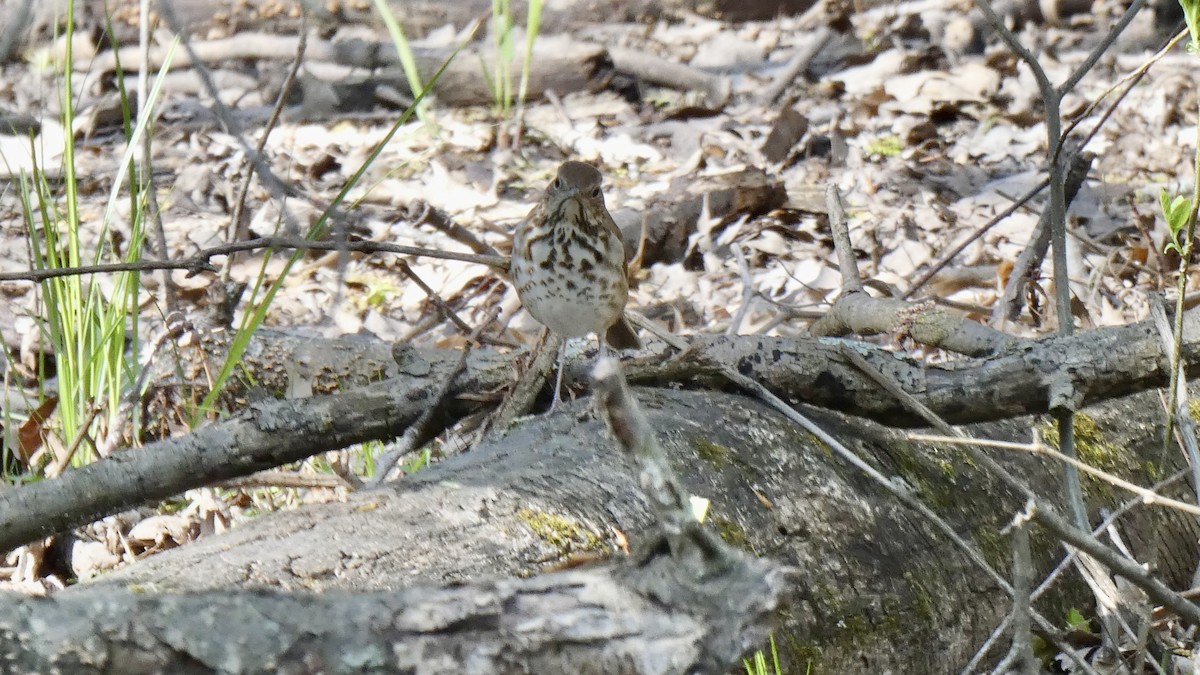 Hermit Thrush - ML563419171