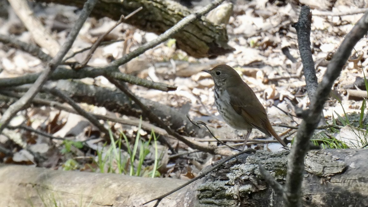 Hermit Thrush - ML563419181