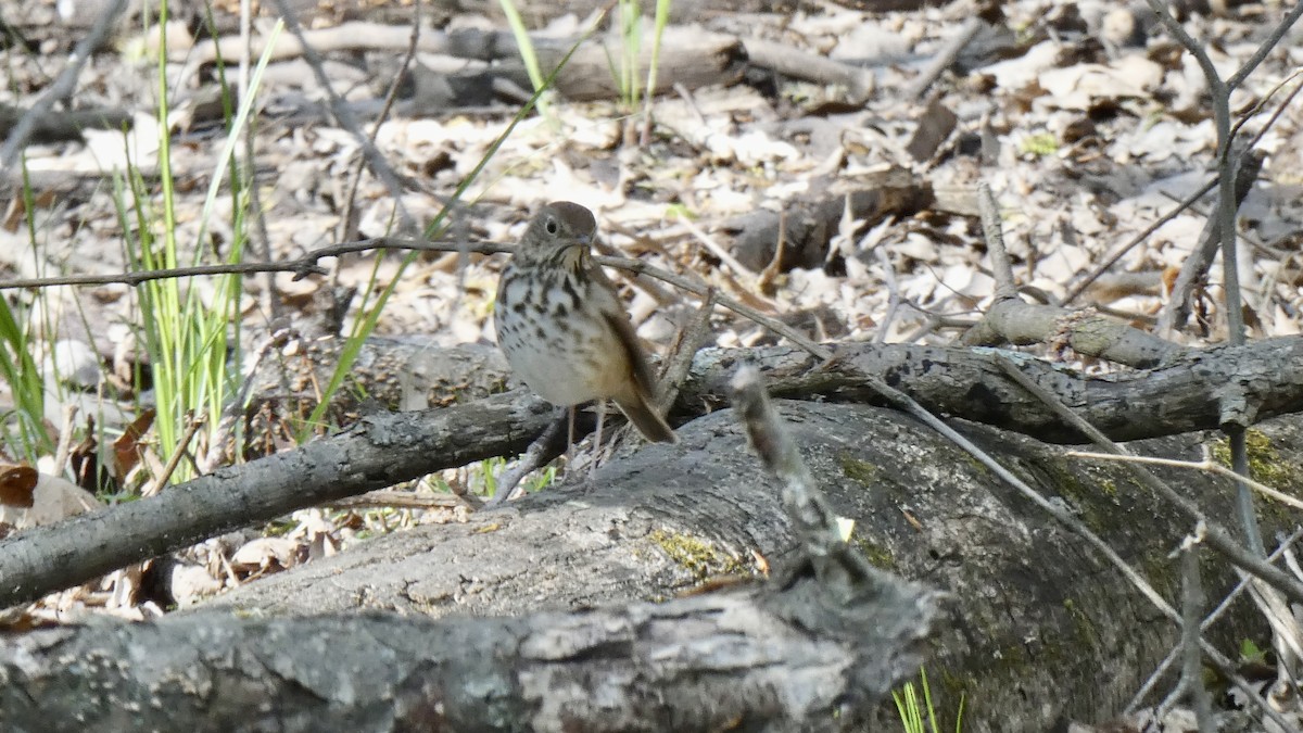 Hermit Thrush - ML563419191
