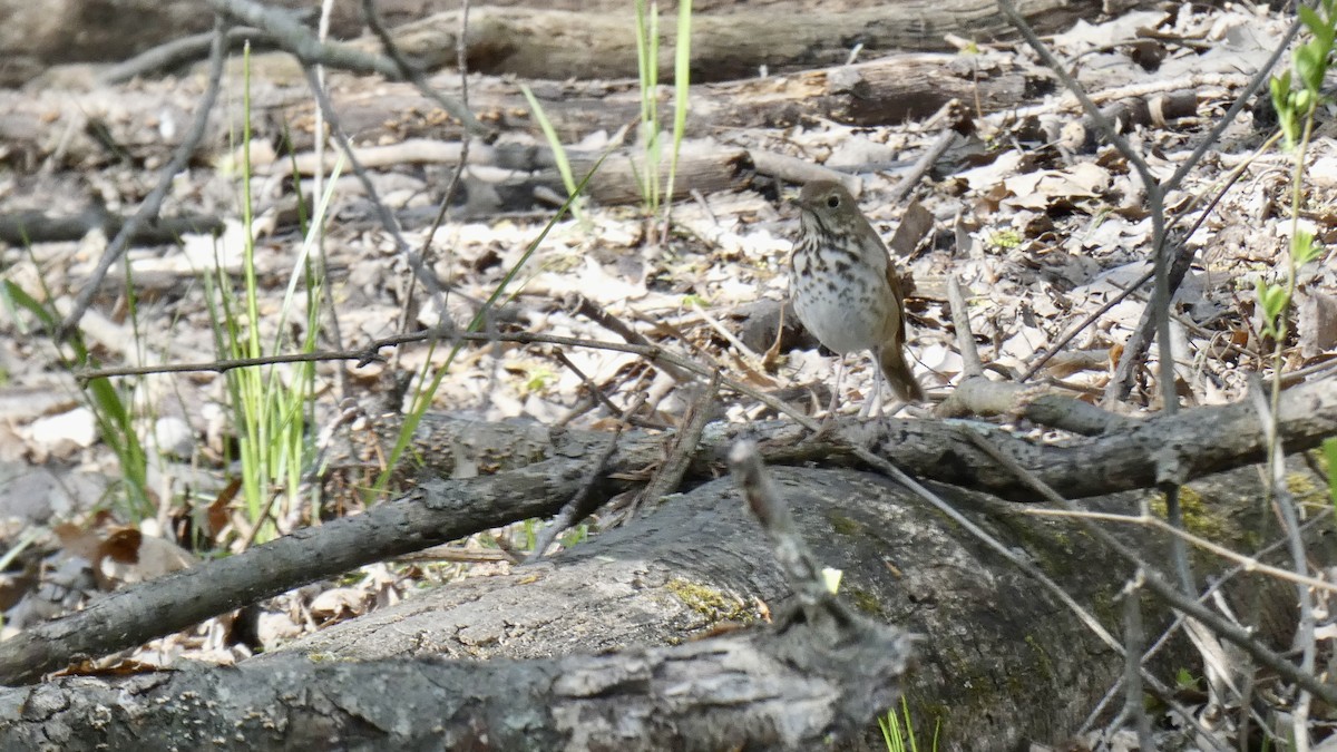 Hermit Thrush - ML563419201