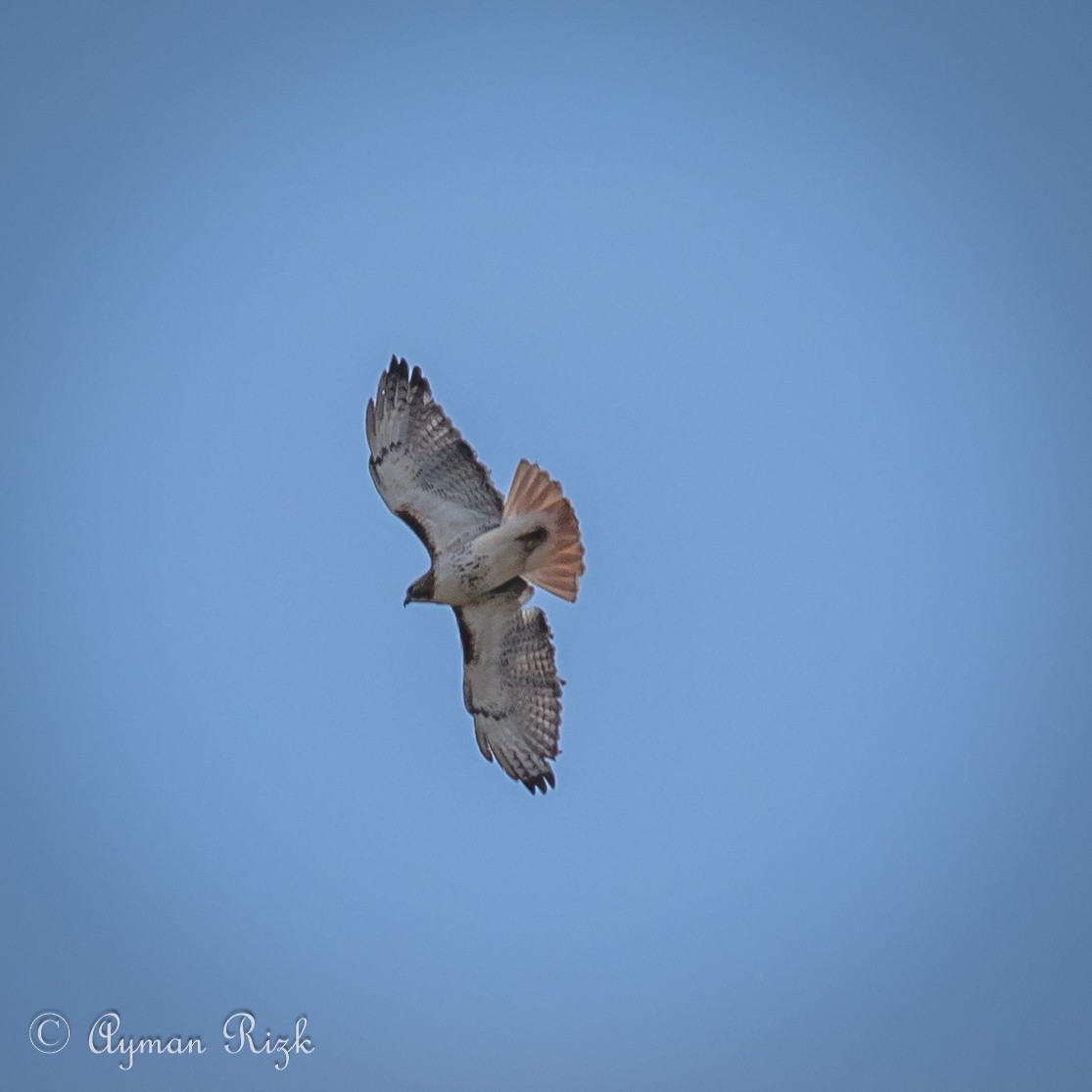 Red-tailed Hawk - Ayman Rizk