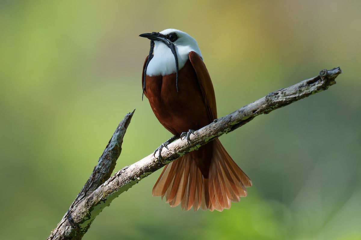 Three-wattled Bellbird - ML563419361