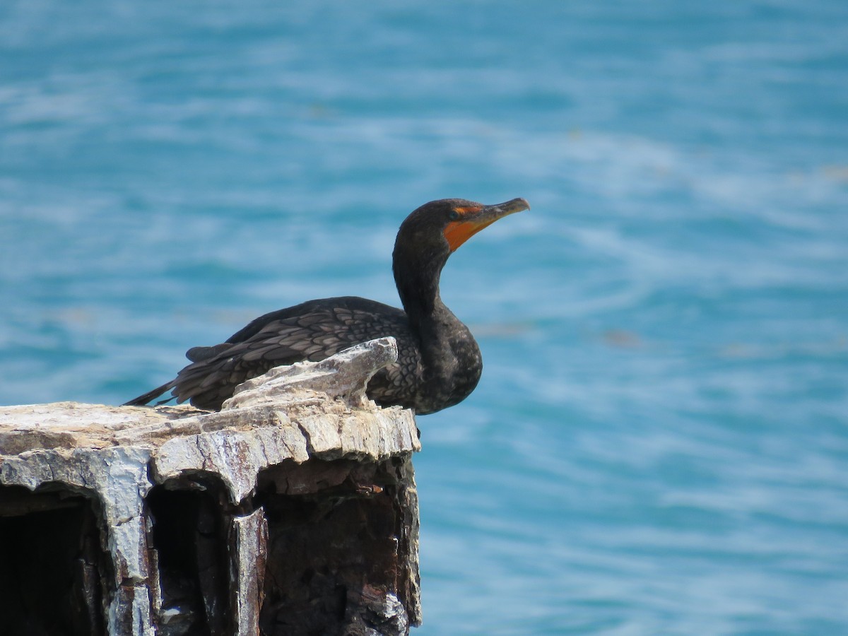 Double-crested Cormorant - Becky Laboy