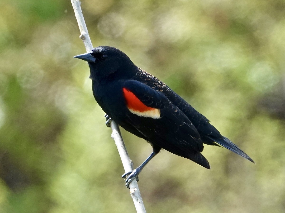 Red-winged Blackbird - ML563420911