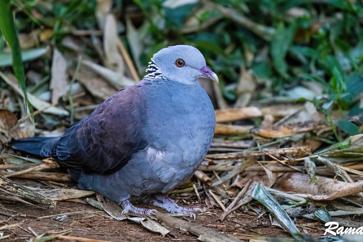 Nilgiri Wood-Pigeon - Rama Neelamegam