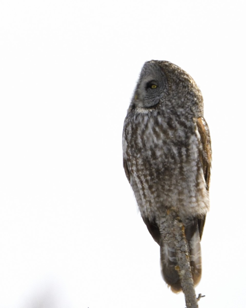 Great Gray Owl - ML563422821