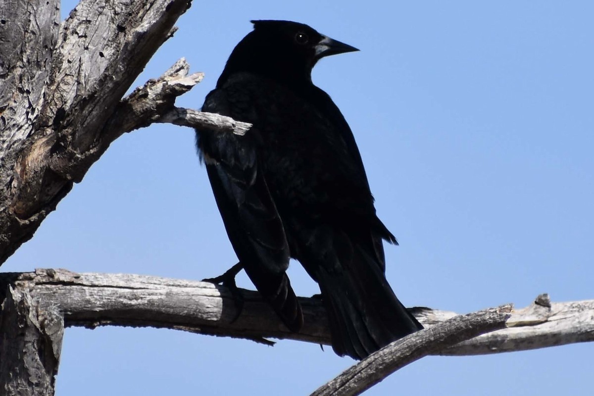 Red-winged Blackbird - ML563424661