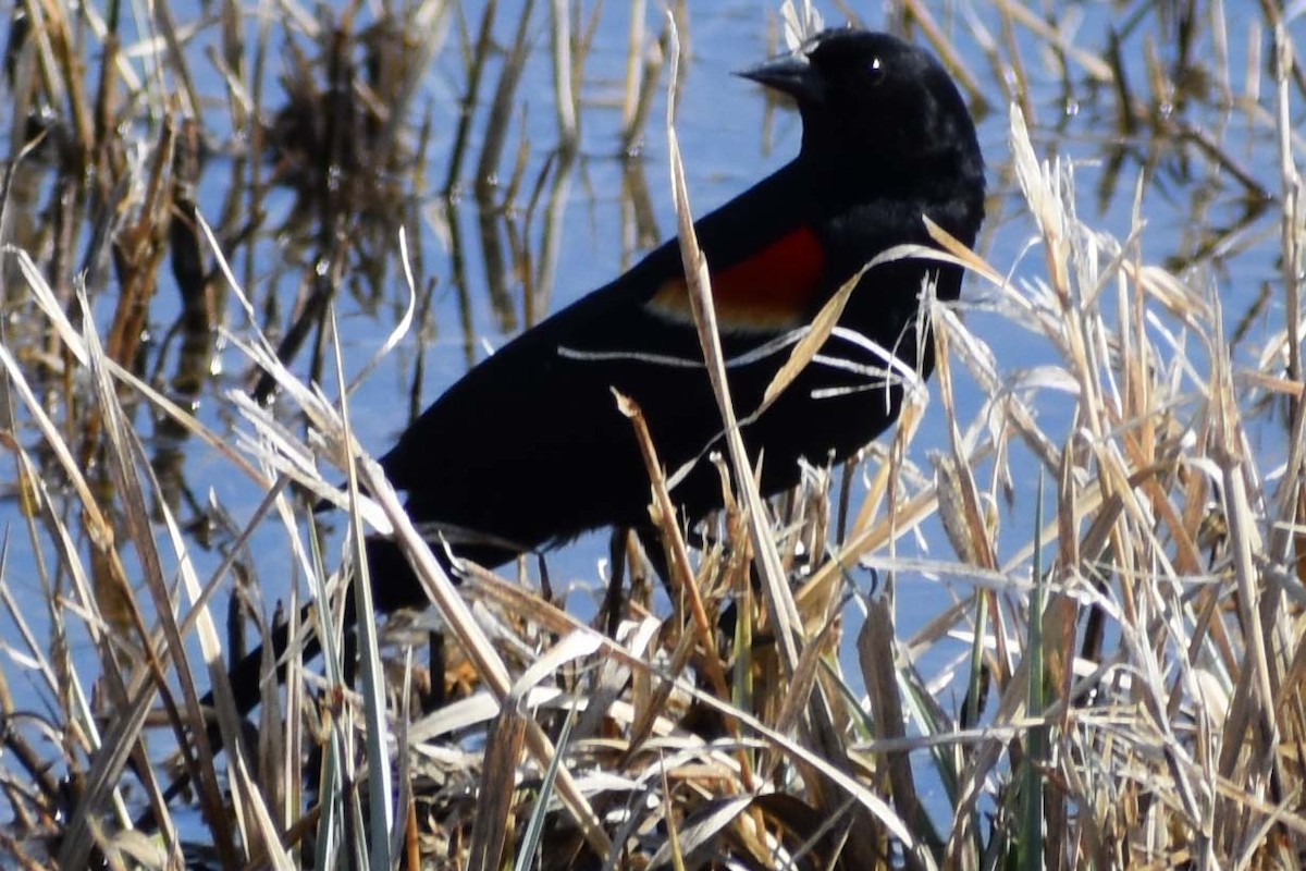 Red-winged Blackbird - ML563424681