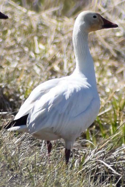 Snow Goose - ML563424811