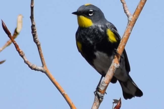 Yellow-rumped Warbler - ML563424861