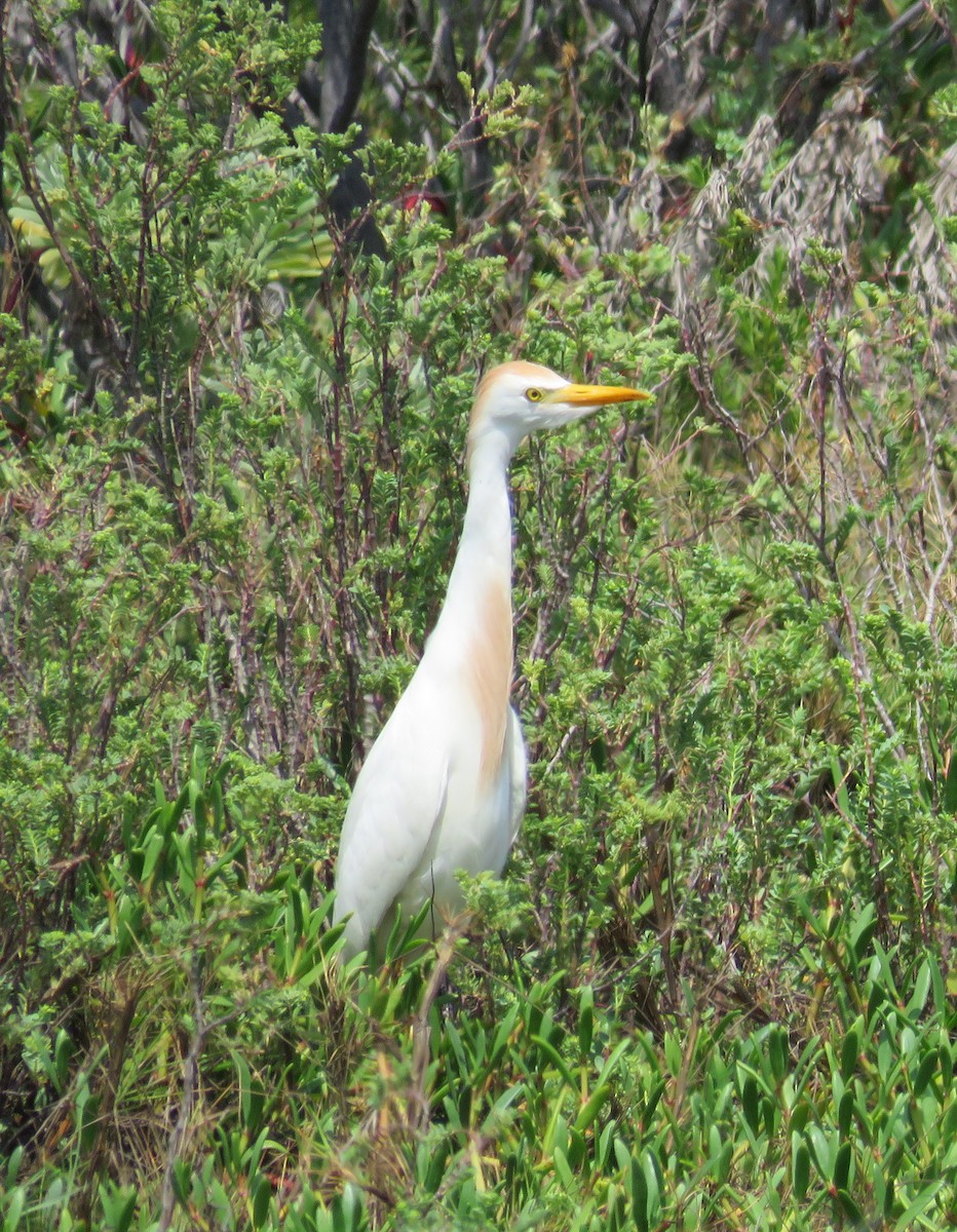 Western Cattle Egret - Becky Laboy