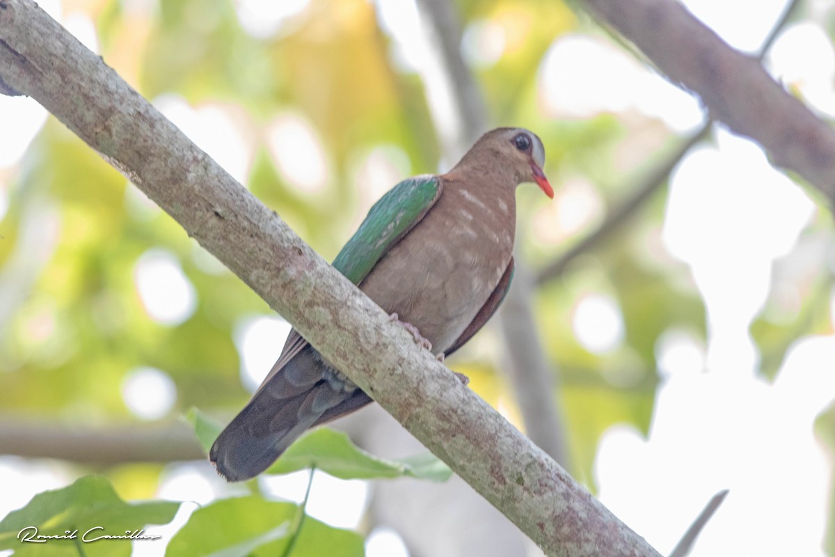 Asian Emerald Dove - ML563426281