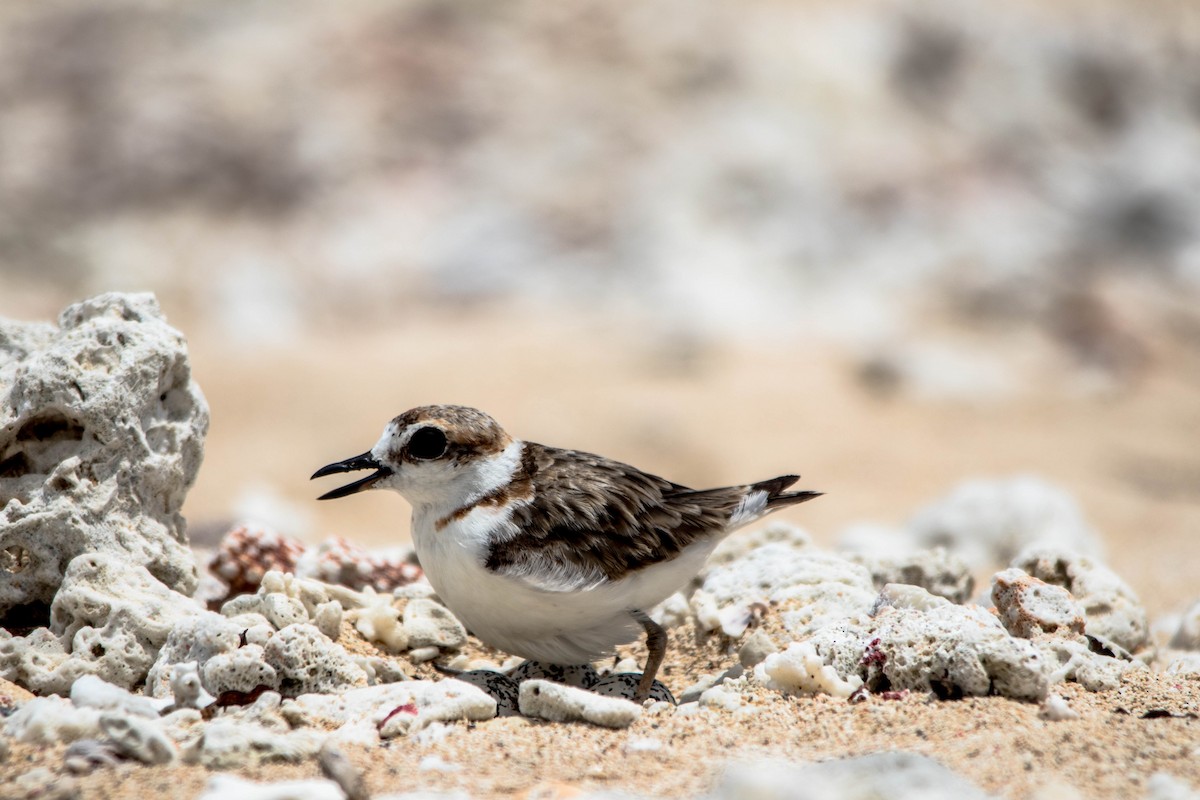 Malaysian Plover - ML563426391